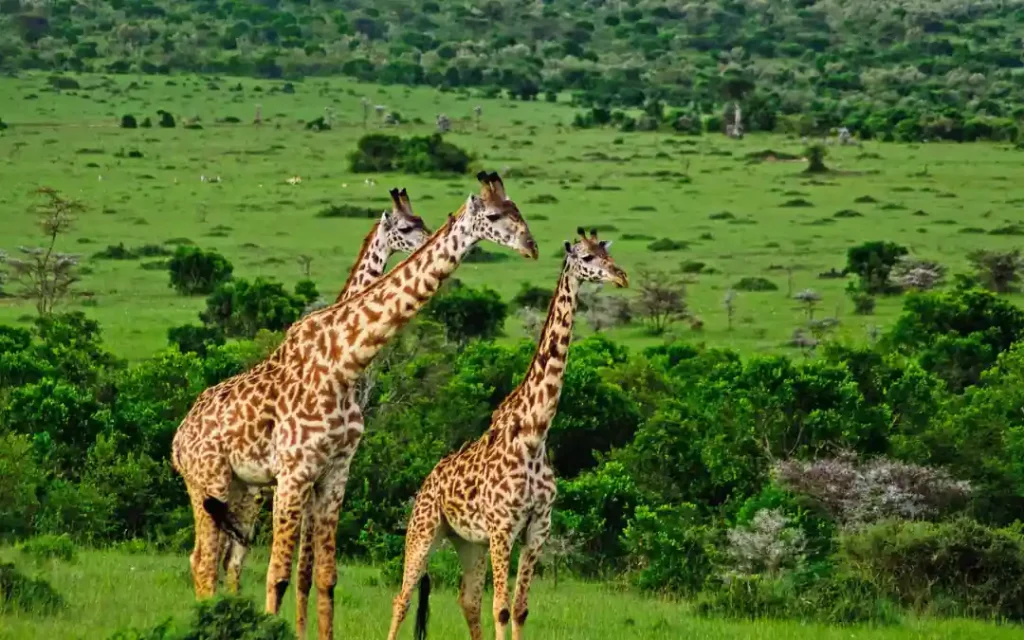 Masai-Mara