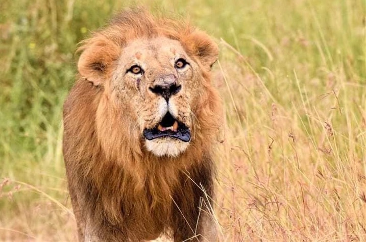 Serengeti-1
