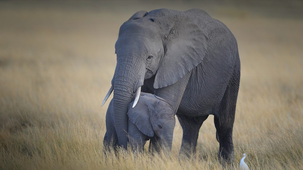 amboseli-2