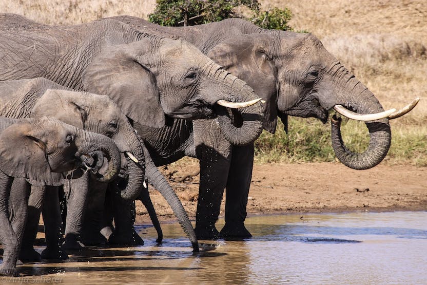 amboseli-elephhants