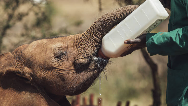 david-sheldrick-orphanage
