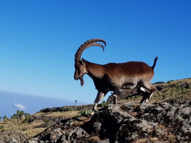 ethiopia7