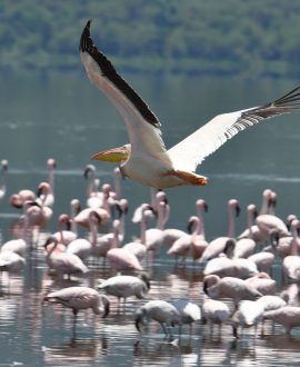 Lake Nakuru