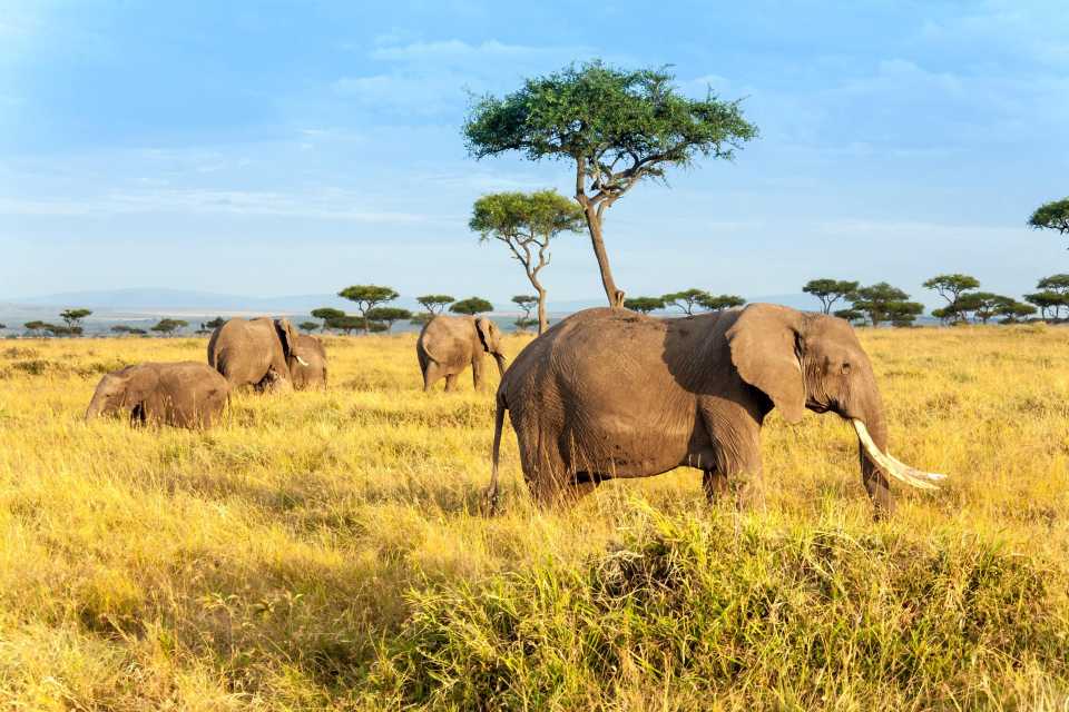maaaimara4