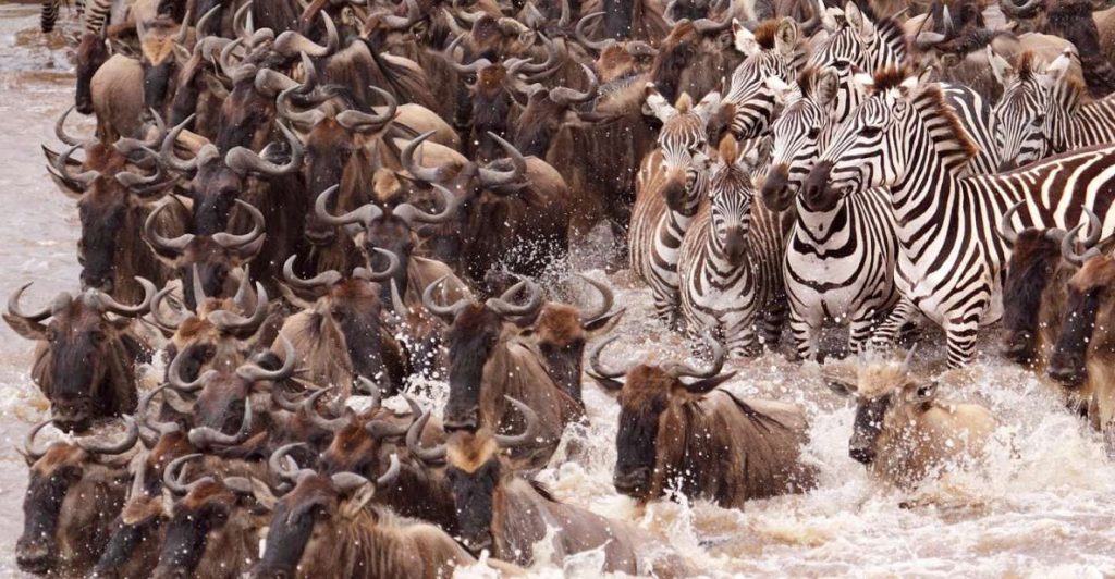 maasai-mara