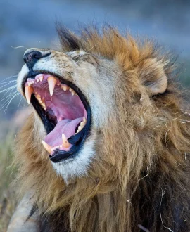 Maasai Mara