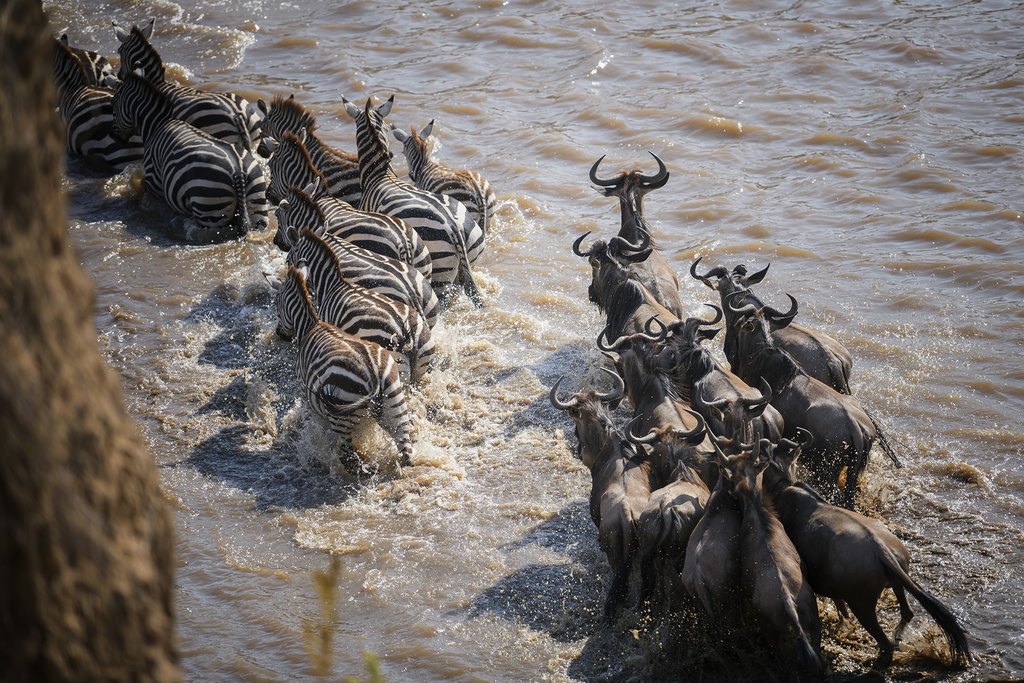 maasaimara1