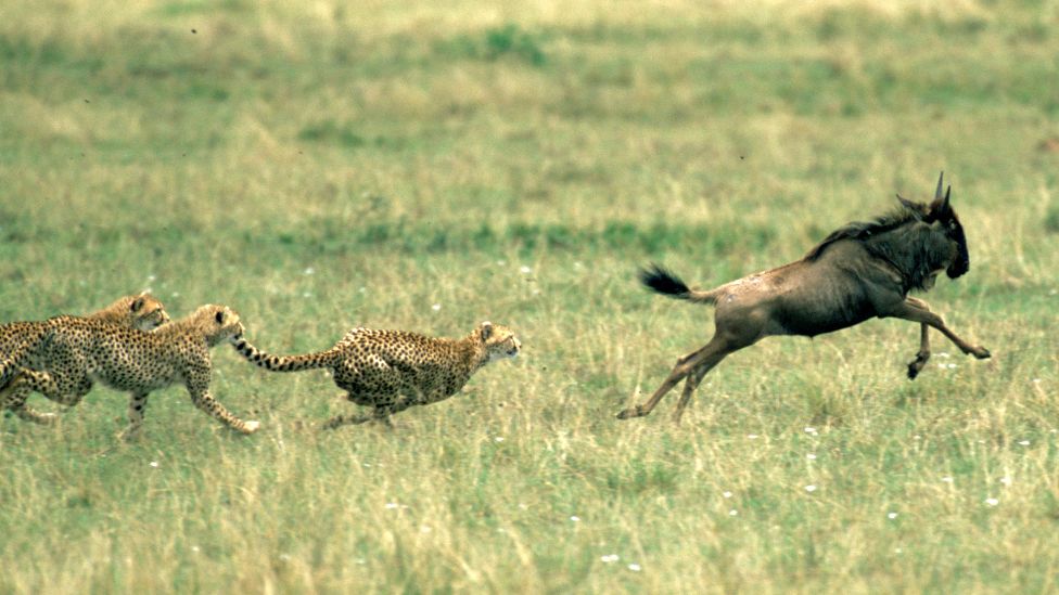 maasaimara5