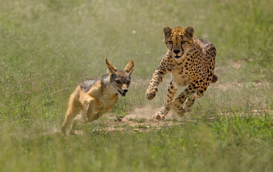 maasaimara6