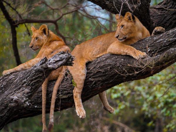 manyara1