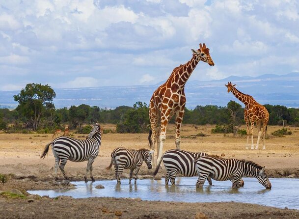 ol pejeta