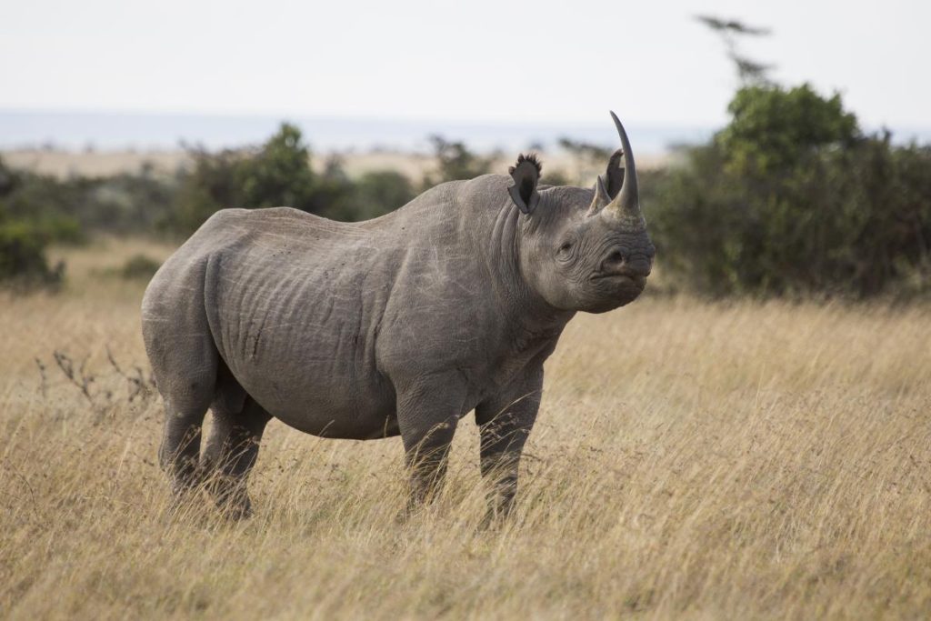 ol pejeta1