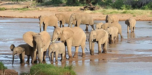 samburu