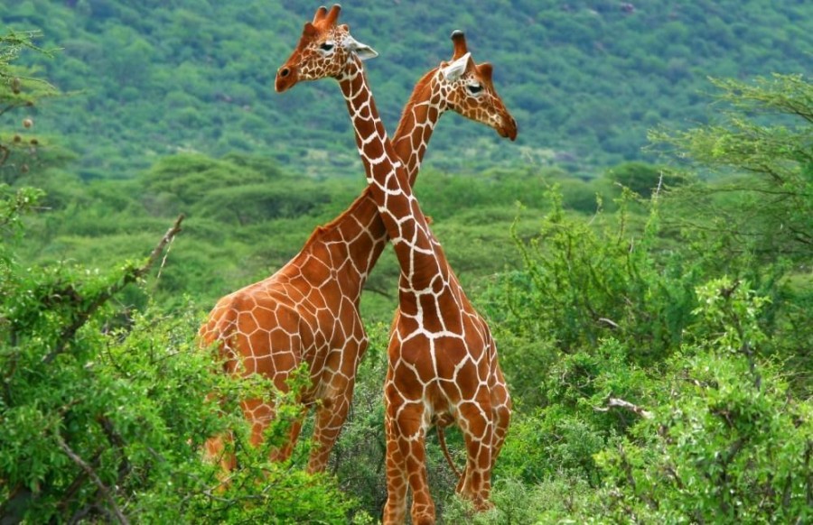 samburu1