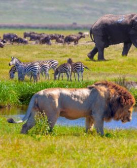 Serengeti