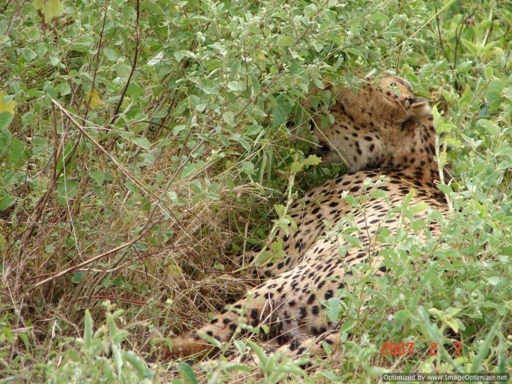 tsavo-east1