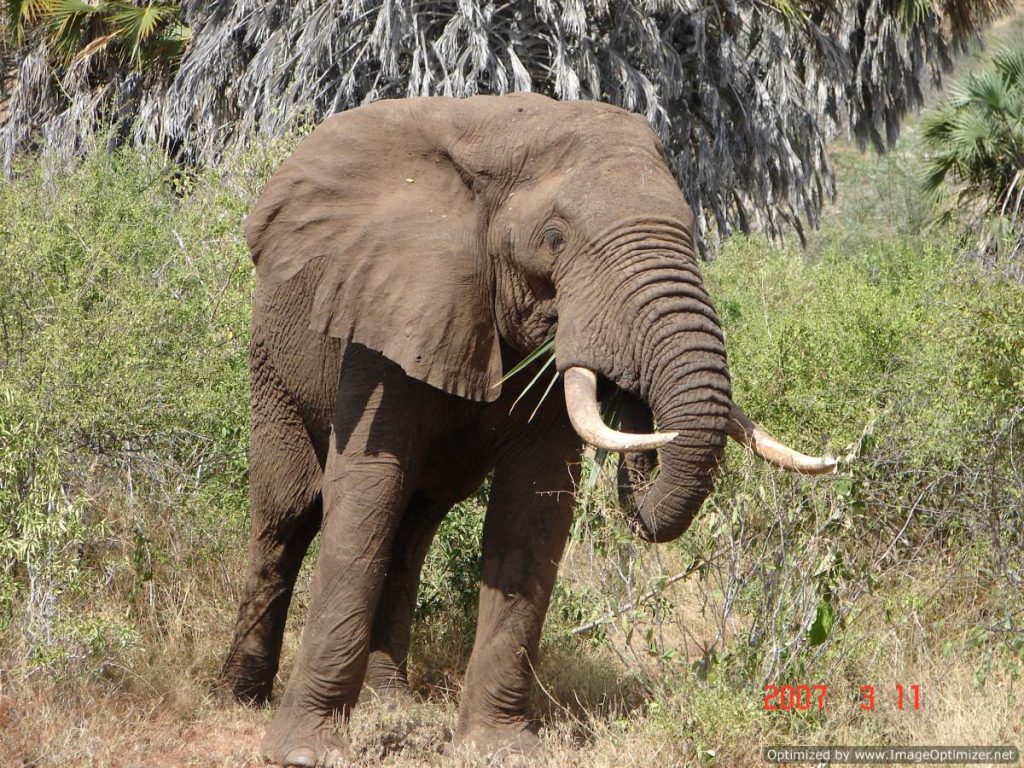 tsavo-east3