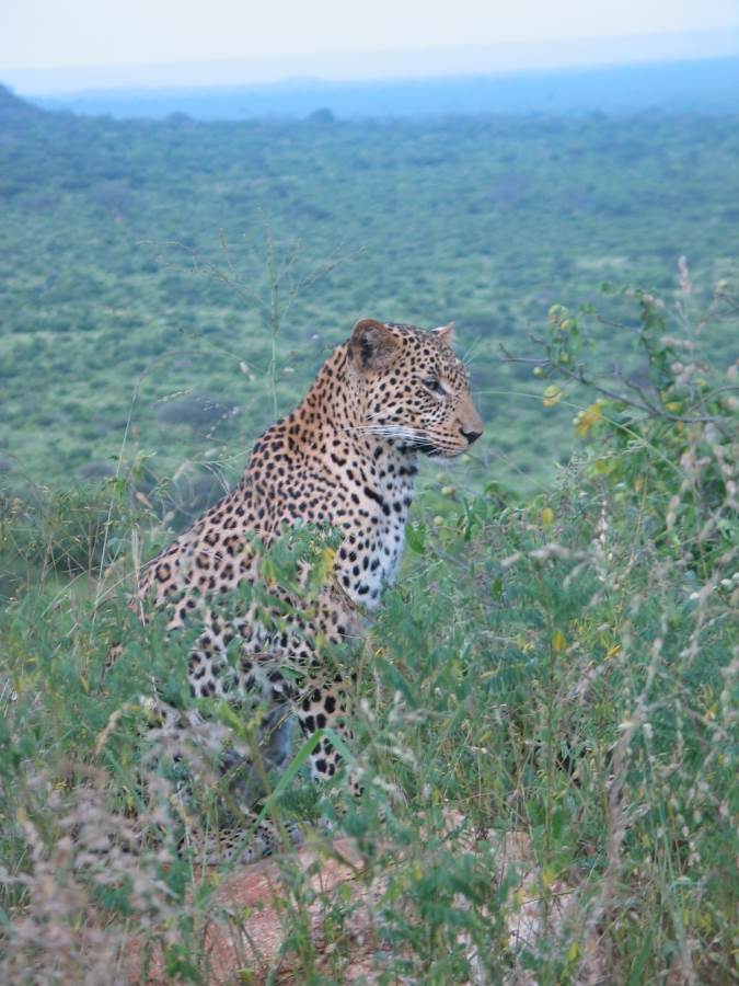 tsavo-east4