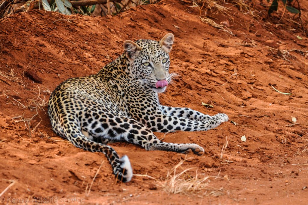 tsavo-east5