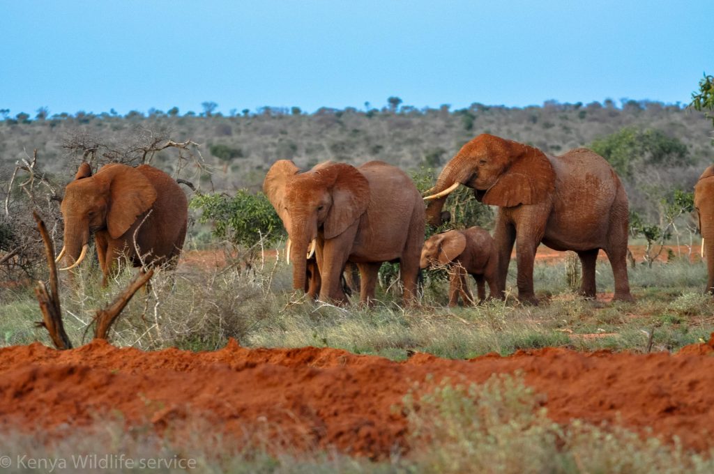 tsavo-east6