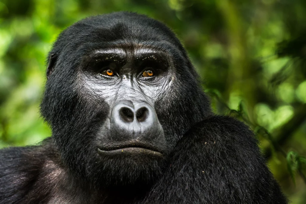 uganda-gorilla4