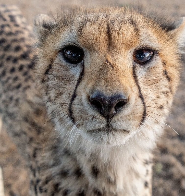 wildlife